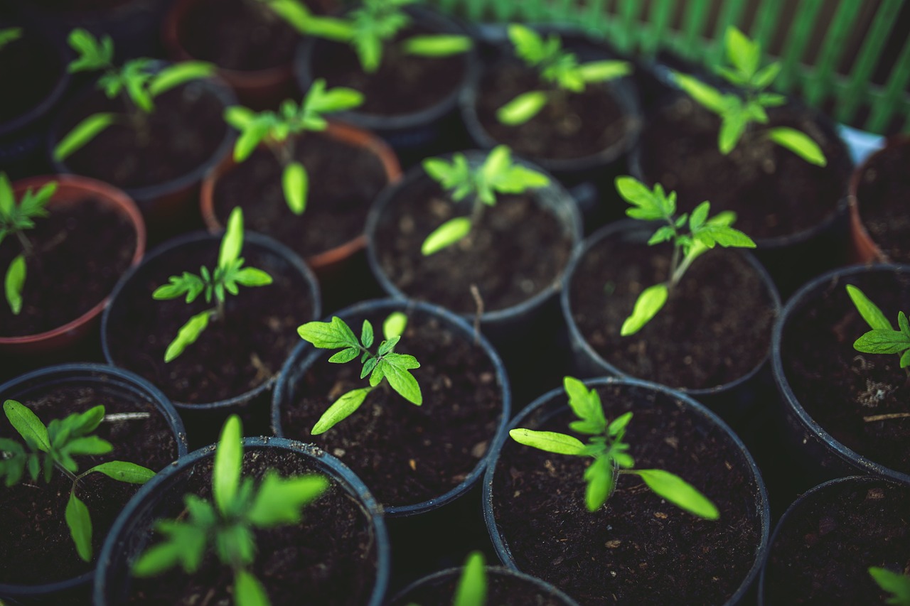 The Rise of Eco-Friendly Cryptocurrencies
